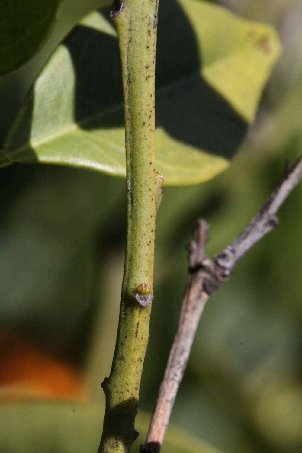              First year twig (Riverside, CA)       